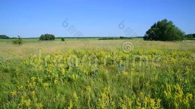 俄罗斯欧洲地区不同草本植物的野生草地